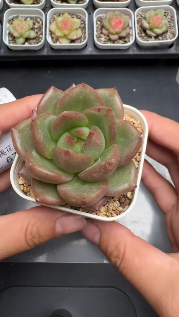 676L当天拍3颗包柚 带盆土纸巾打包 云禹花卉 珍妮多肉植物