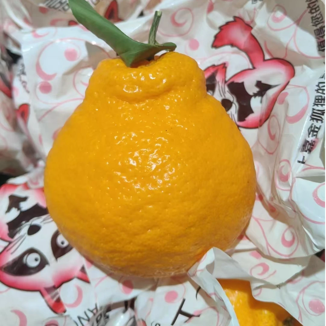 【飛鹰甄选】四川不知火粑粑柑一公斤18元不知火新疆维吾尔自治区新疆维吾尔自治区台州市
