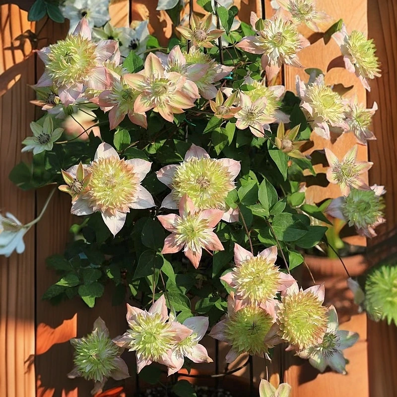 【昼天使】1.5加仑铁线莲阳台庭院爬藤花卉植物开花四季好养