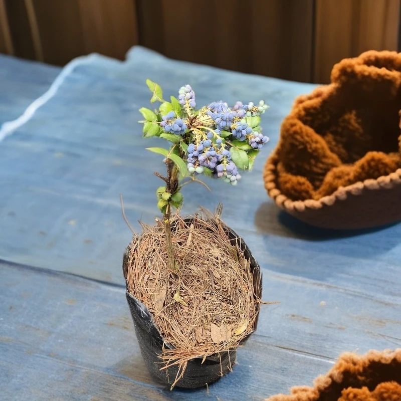 耐寒十大功劳南北方种植阳台庭院室内外盆栽地栽