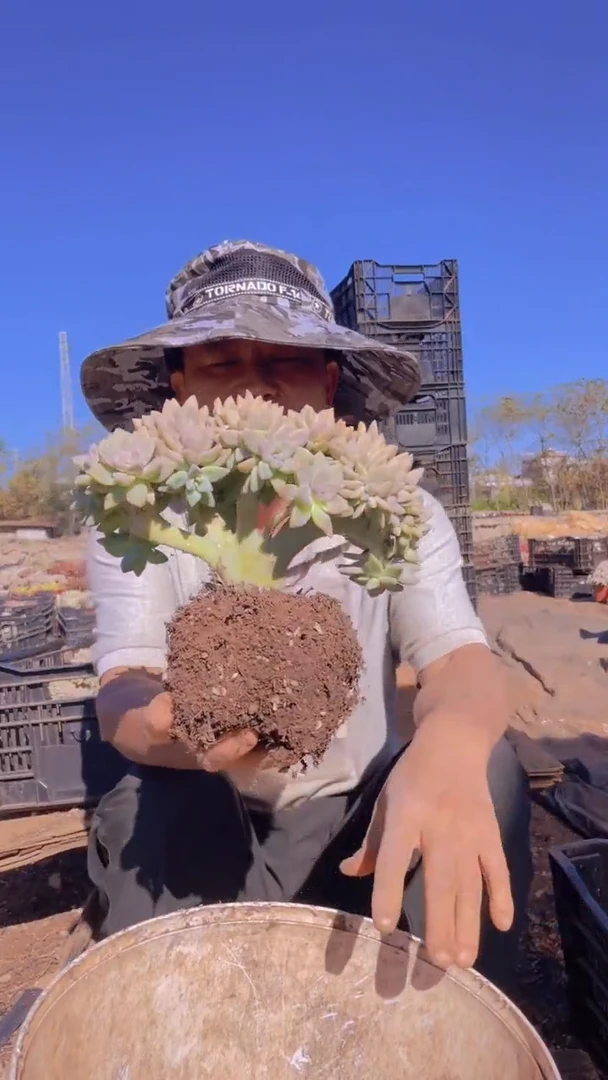 192淡雪缀化一物一拍