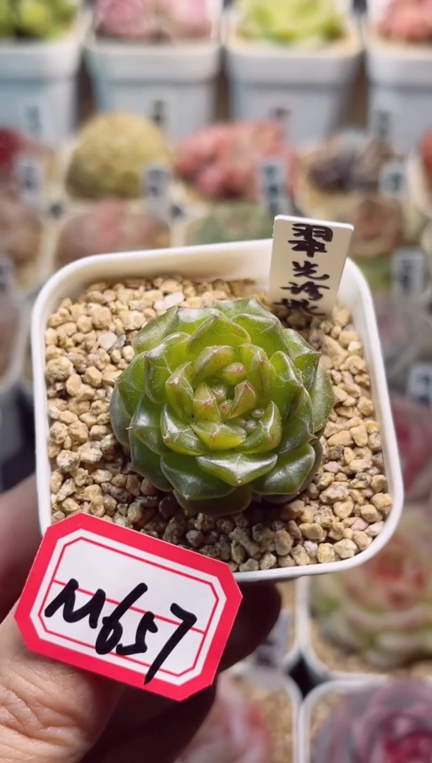 【闪购商品】M657翠光珍妮一物一拍