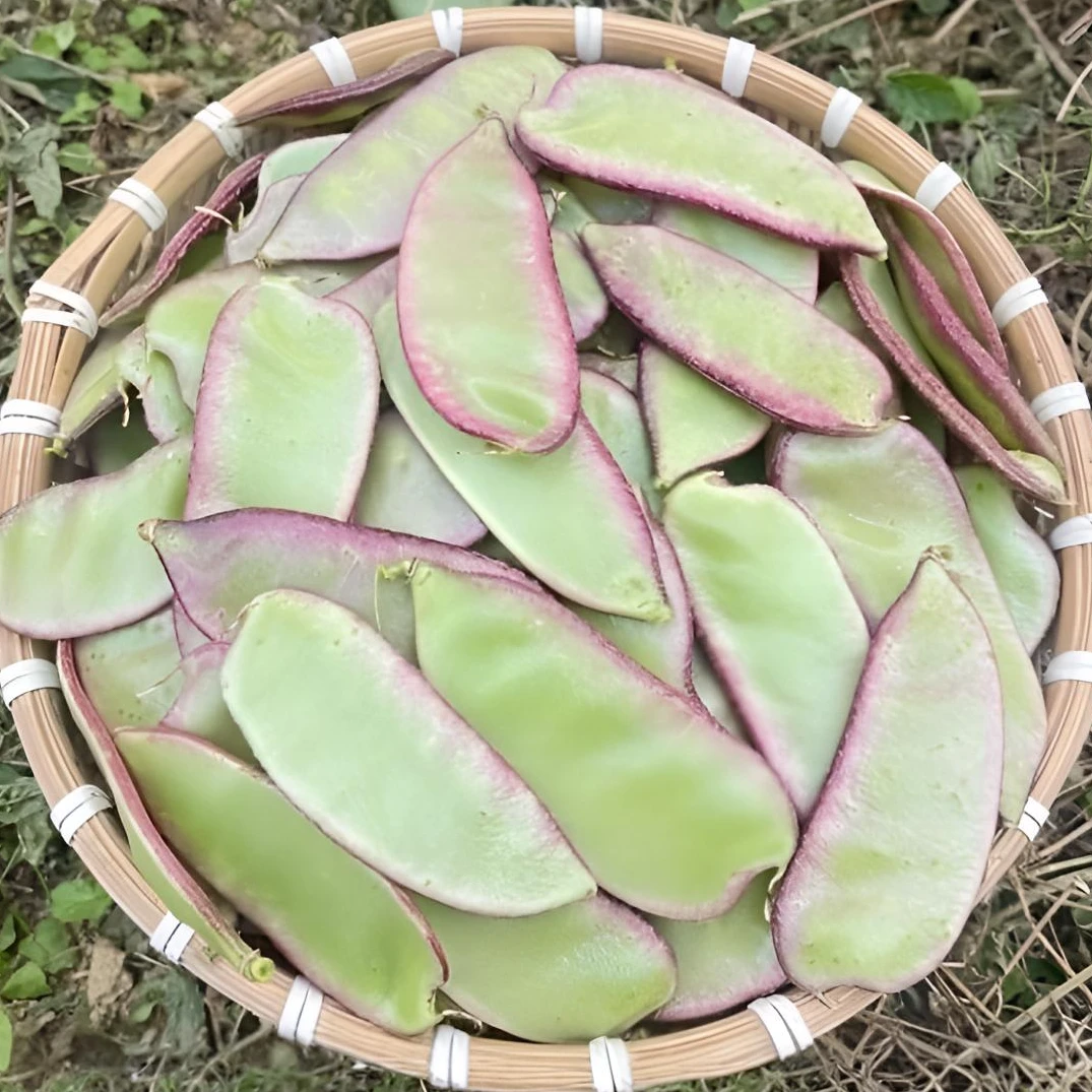 【顺丰包邮】湖南新鲜扁豆角农家自种紫边眉豆宽豆角峨眉豆现摘蔬菜