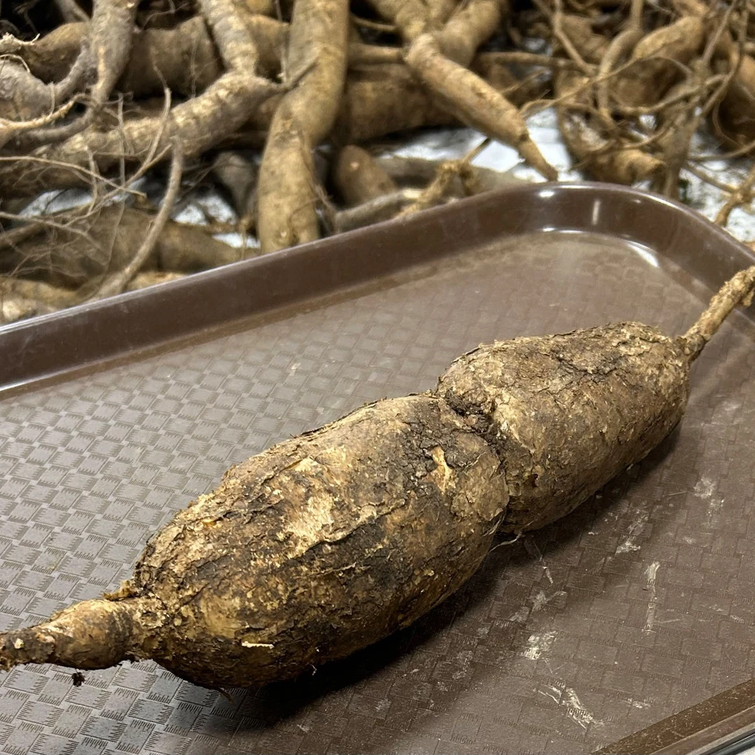 广西石山牛大力,500克