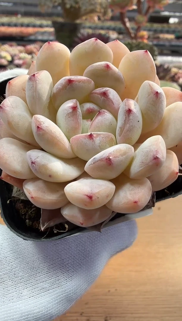 东云多肉园二店-80