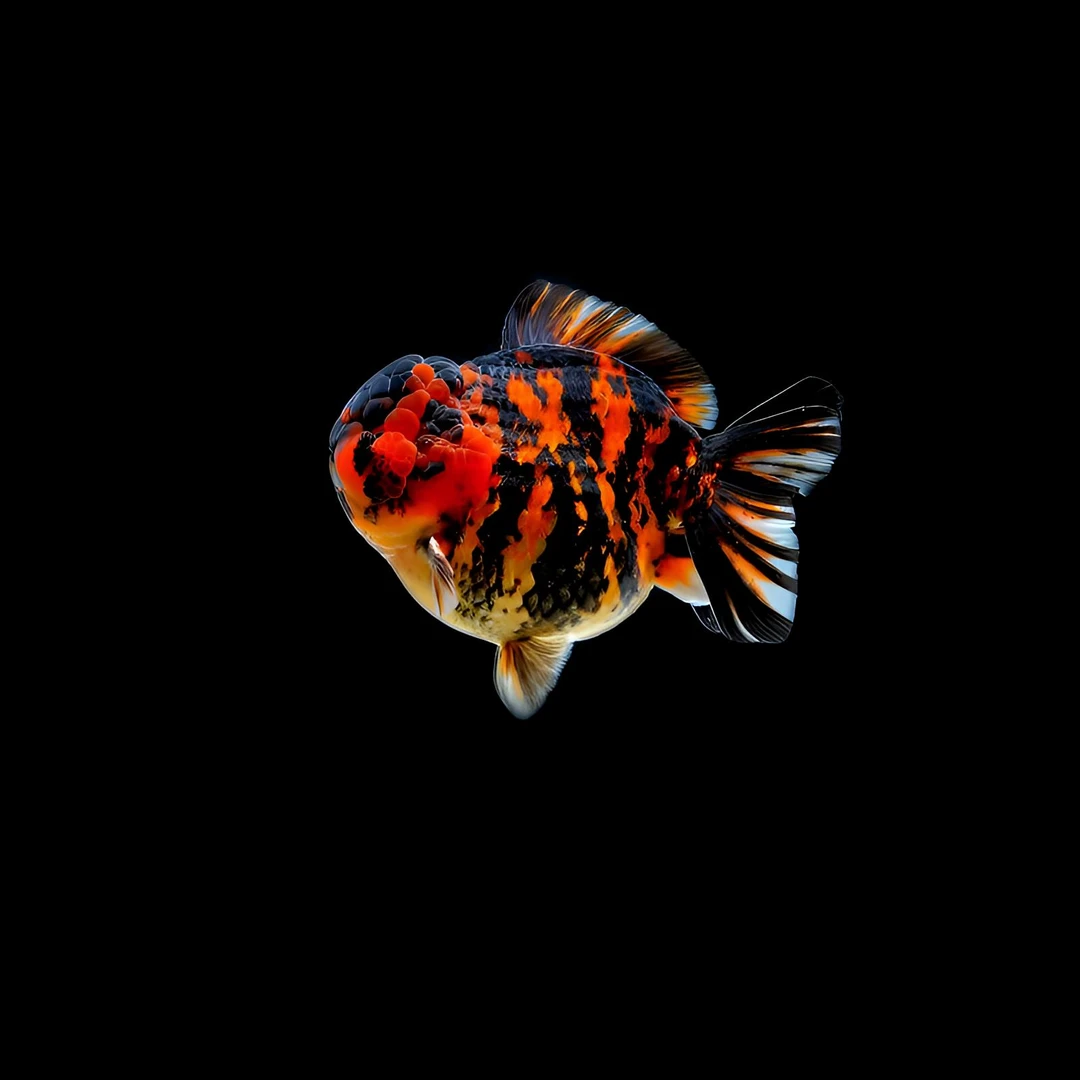 王子观赏鱼兰寿泰狮-1