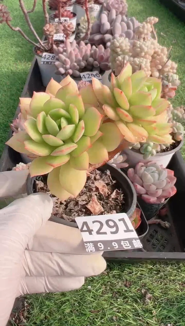 【闪购商品】信福多肉一物一拍