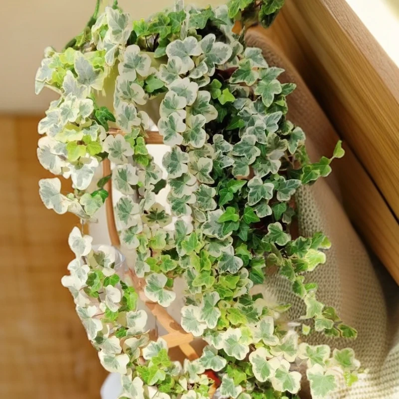 客厅办公室内净化空气卧室绿植盆栽观叶植物雪莹基地直发不用