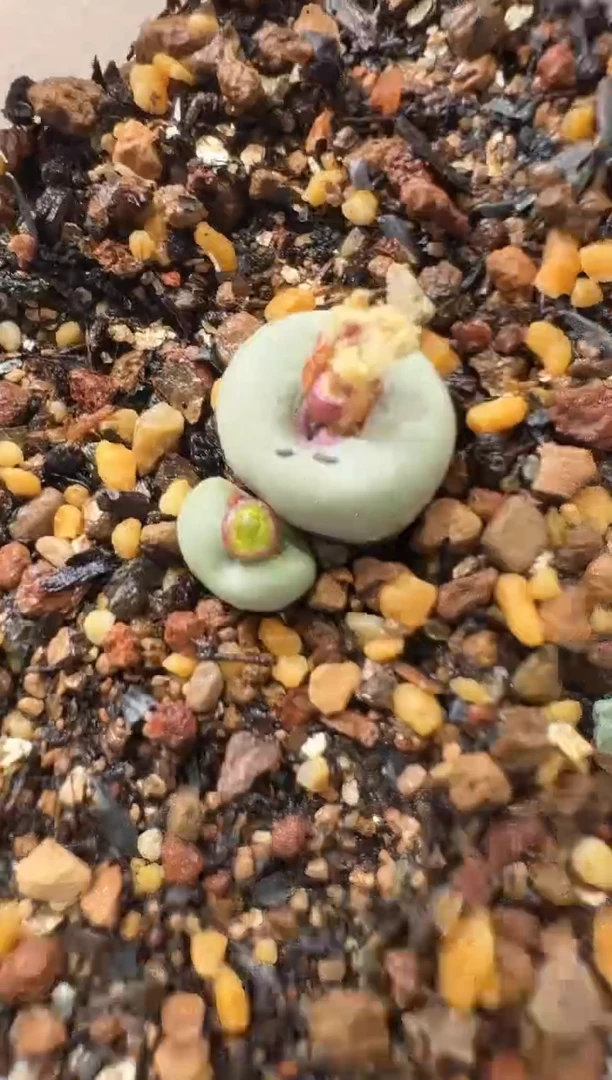 和****红多肉植物肉锥16-152    723