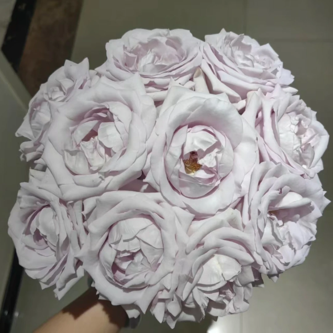 艺嘉【安妮】玫瑰家用鲜花/花束  云南鲜花基地直发