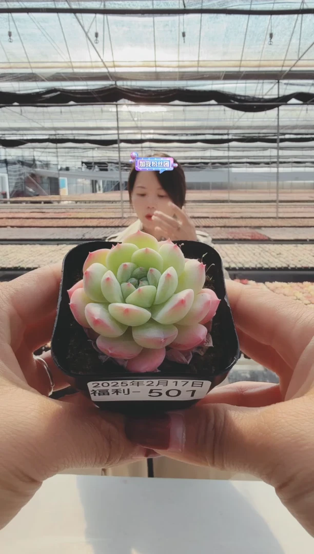 【闪购商品】福利多肉-501