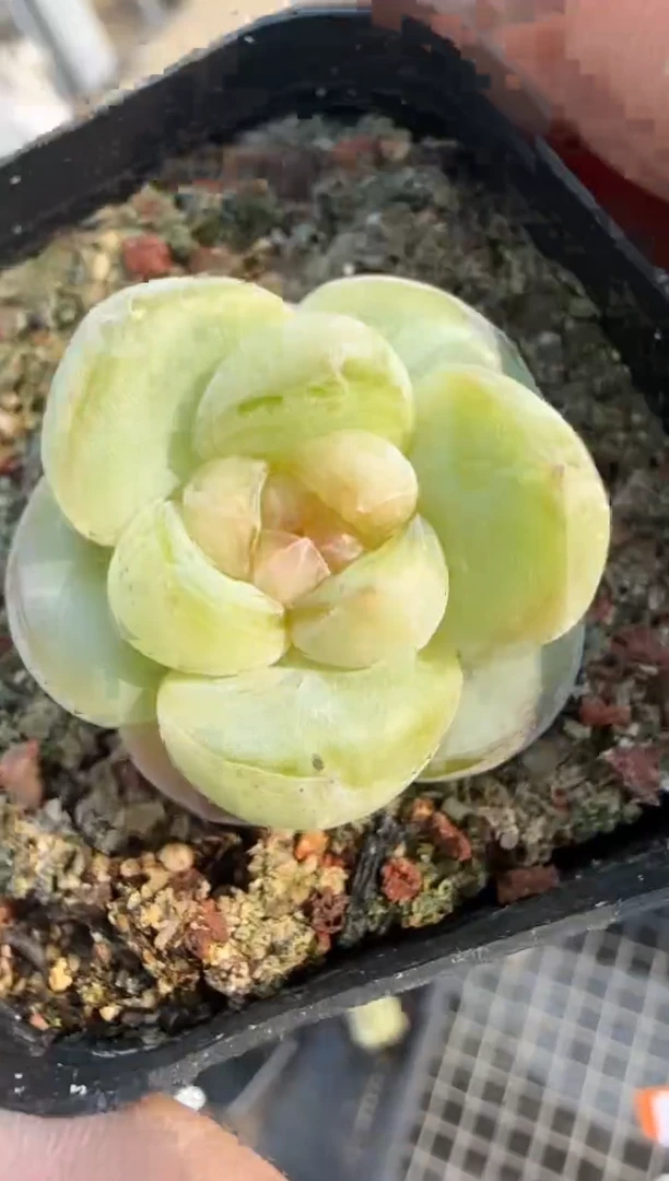 多肉植物一物一拍0511—470