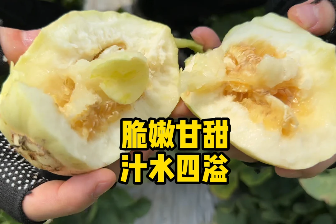 香瓜花姑娘甜瓜农家自种自然成熟脆嫩爽口味道纯正多汁现摘现发
