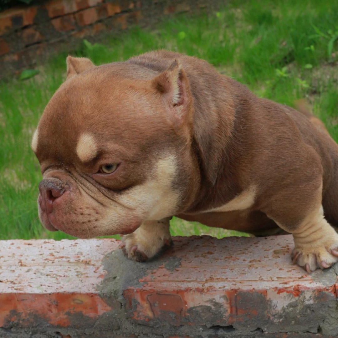 【春丽恶霸犬】 恶霸犬严选幼犬 活体狗狗