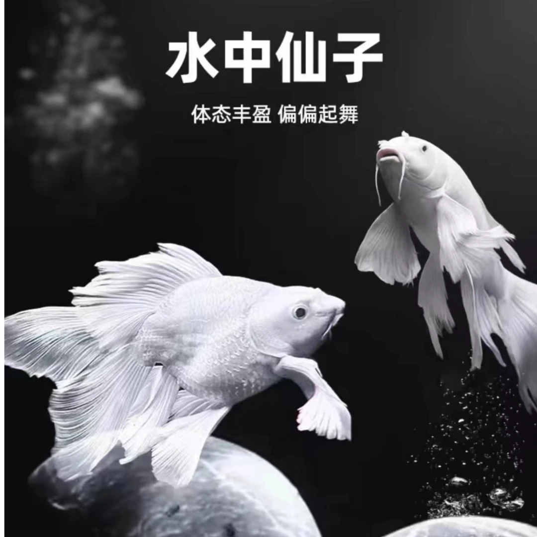 纯种白色蝴蝶鲤鱼30-38厘米短身球体大鳍大尾观赏鱼活体发货