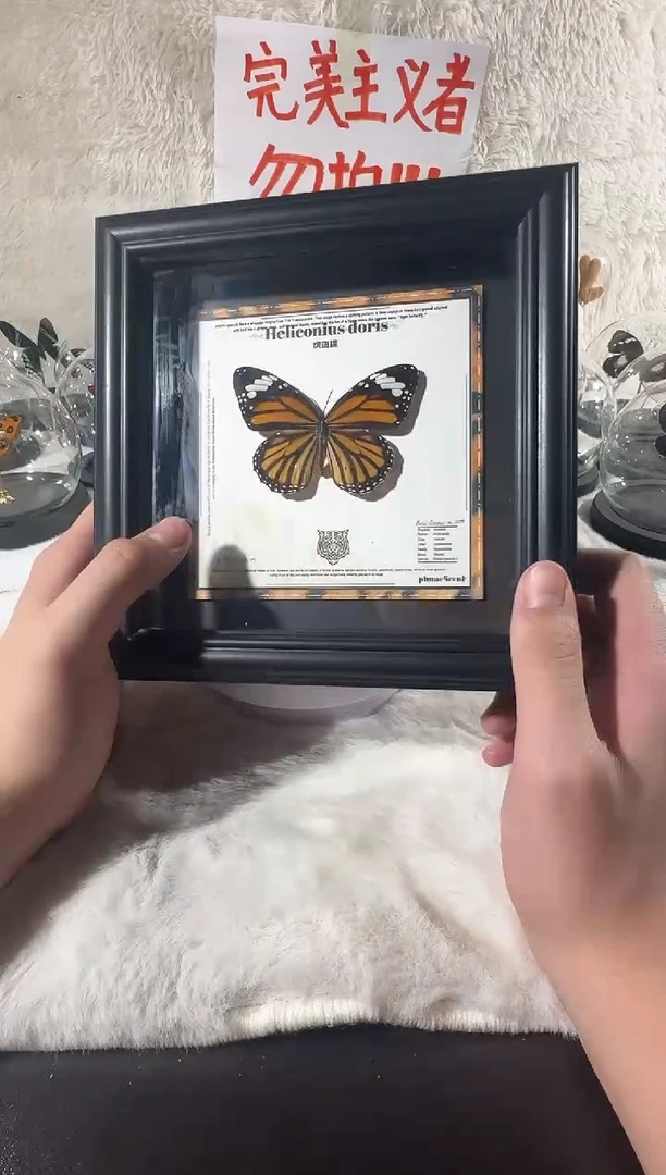 虎斑蝶新相框