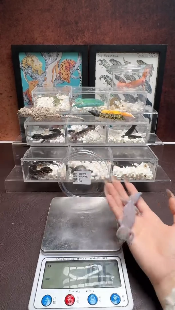 肥尾守宫鳞与尾 Scale Tail 爬宠