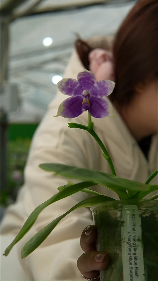 大部分开放少量花苞821