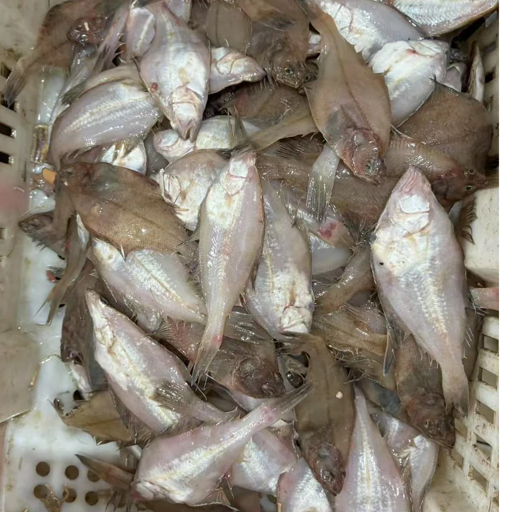 新鲜小偏口 炸着吃的小偏口 比目鱼