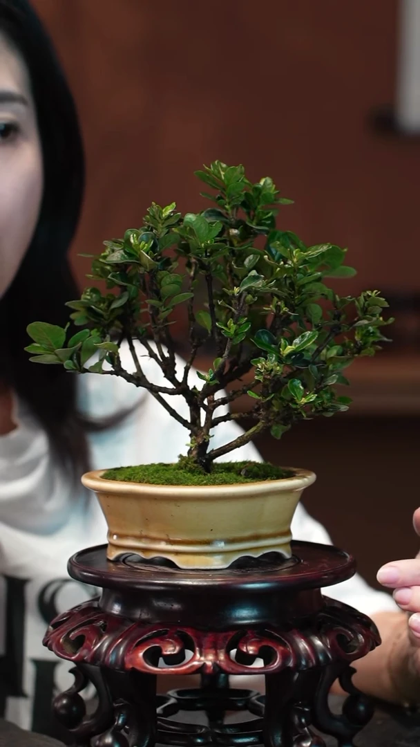 无花朵栀子花黄盆盆景盆景盆景