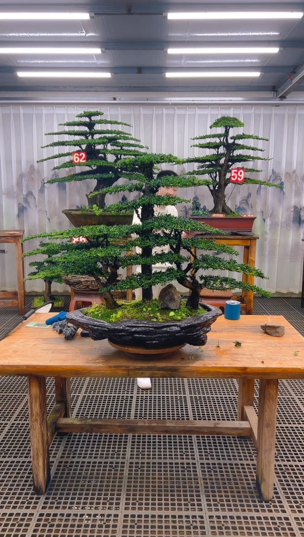 无花朵精品盆景直播间一物一拍