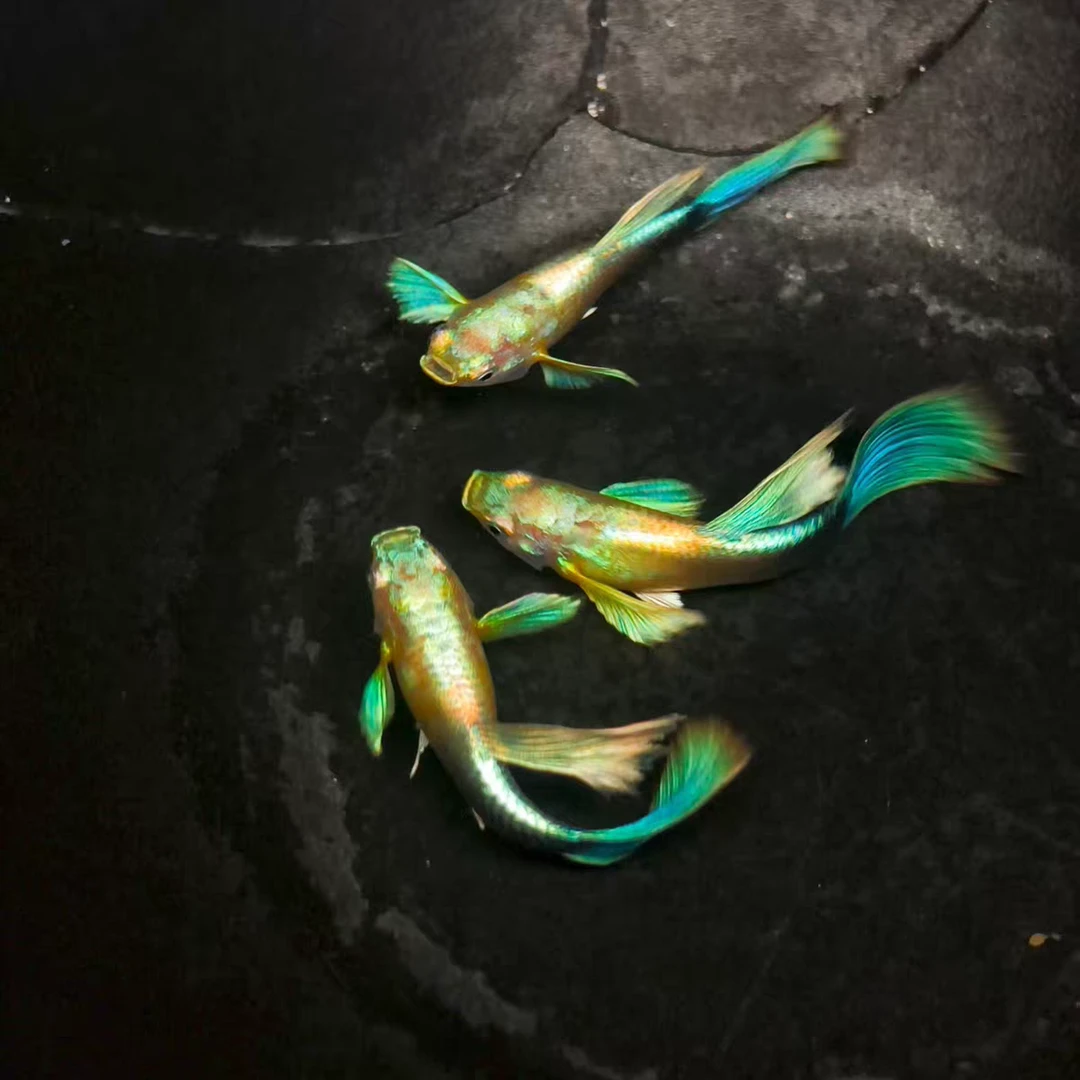 好养耐活的孕母2条【不包损】