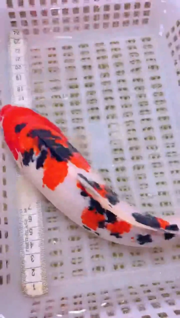 锦鲤冷水观赏鱼全场包邮101