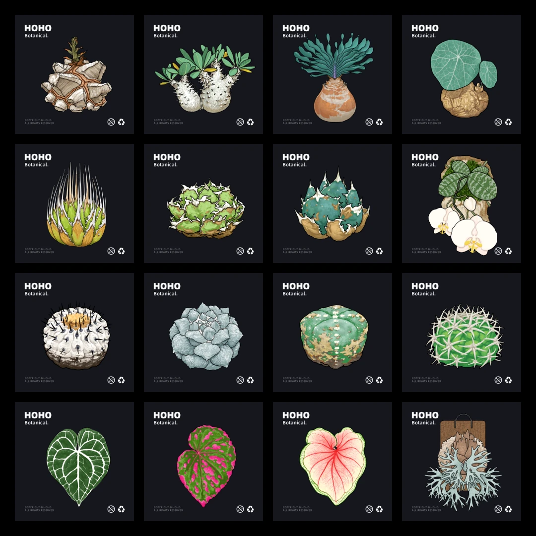 HOHO原创·植物绿植冰箱贴块根植物龙舌兰热植亚克力磁吸冰箱贴