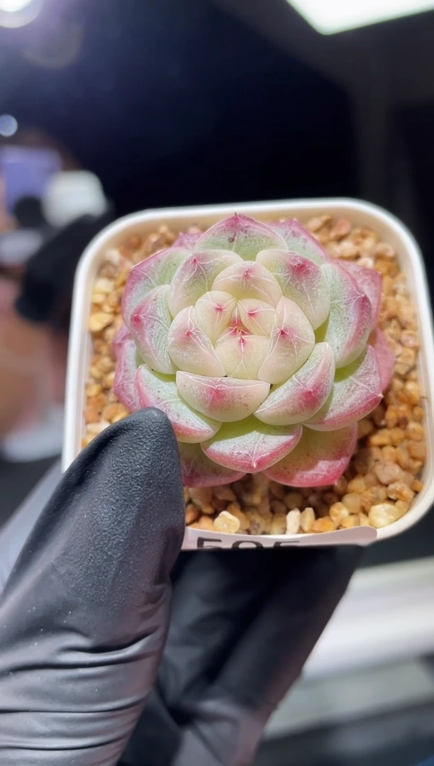 闪购505 云之羽多肉一颗 3.5-4厘米