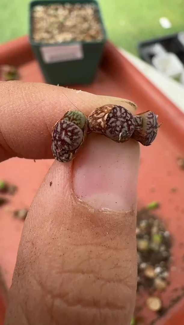 美丽的肉石头10-25