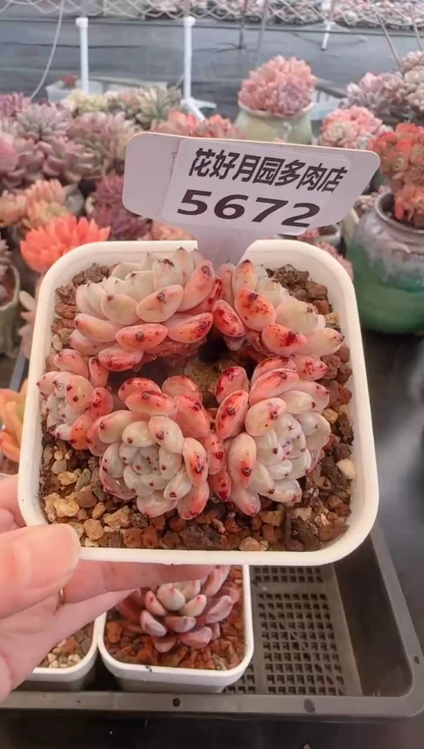 【闪购商品】5672雪爪