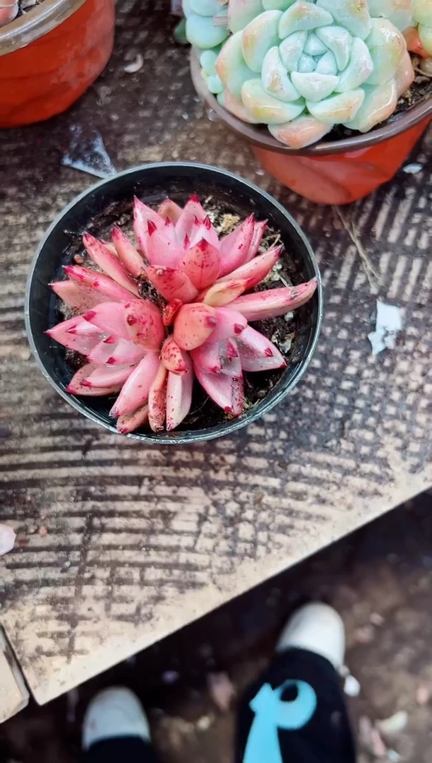 ?****?多肉植物一物一拍14157
