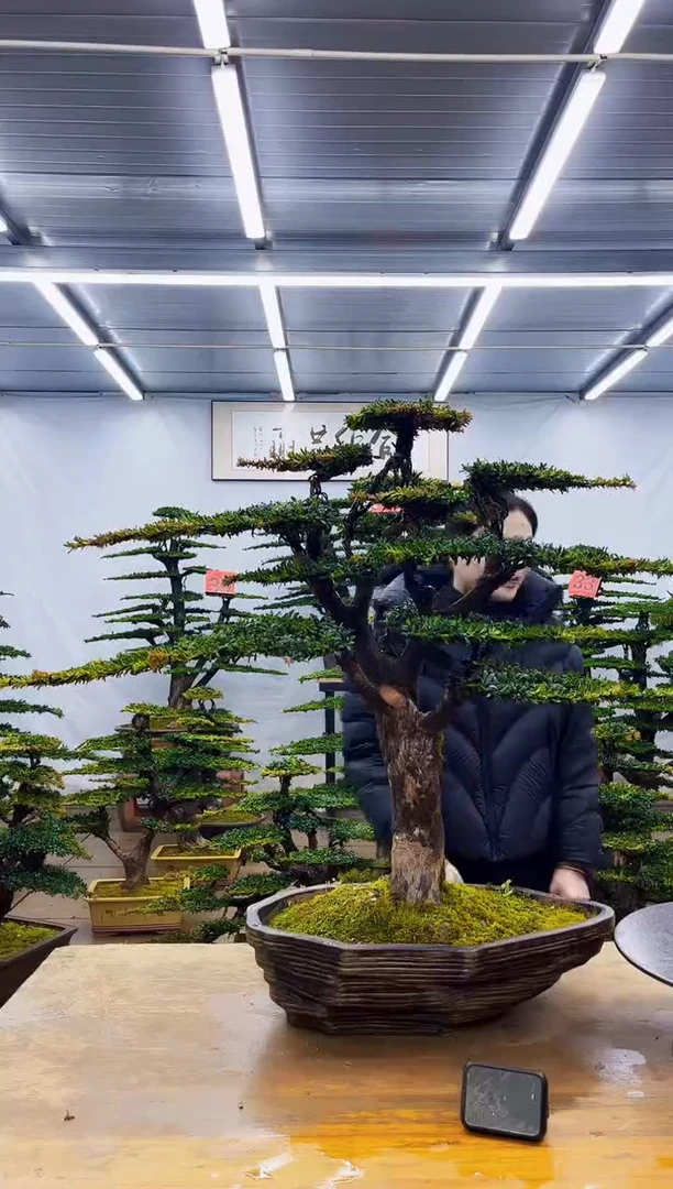 无花朵一物一拍·所见即所得