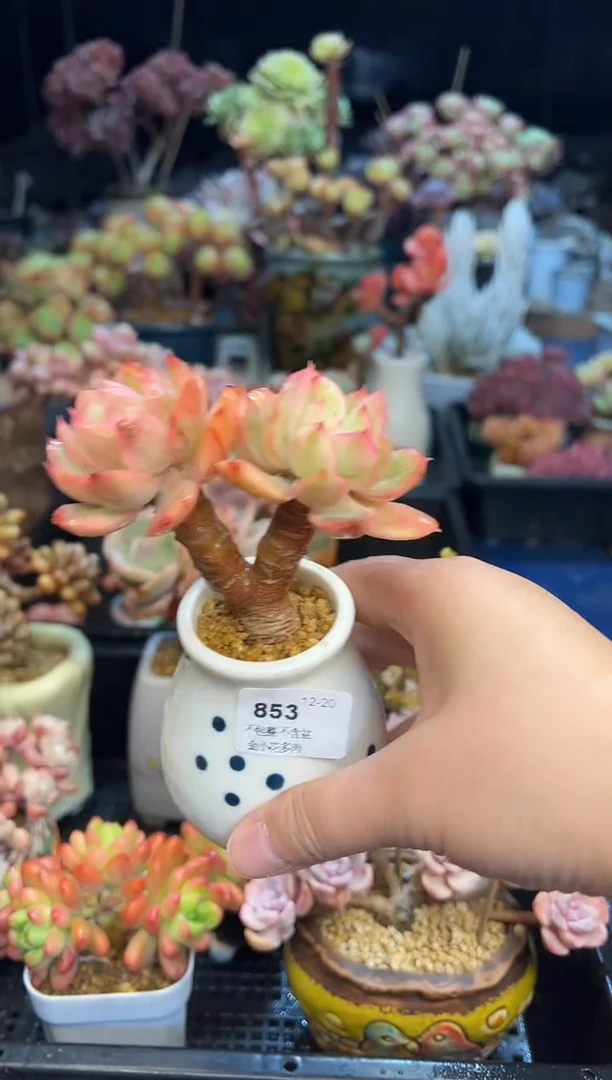 【闪购商品】853不带盆