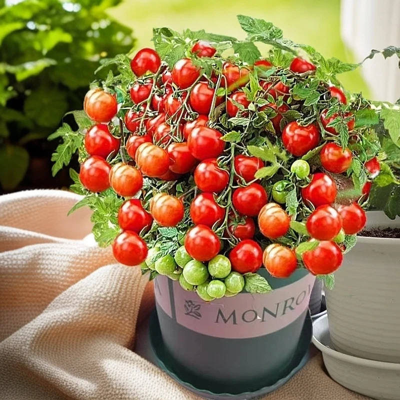 盆栽番茄种子樱桃小西红柿矮生圣女果番茄籽四季阳台盆栽蔬菜种孑