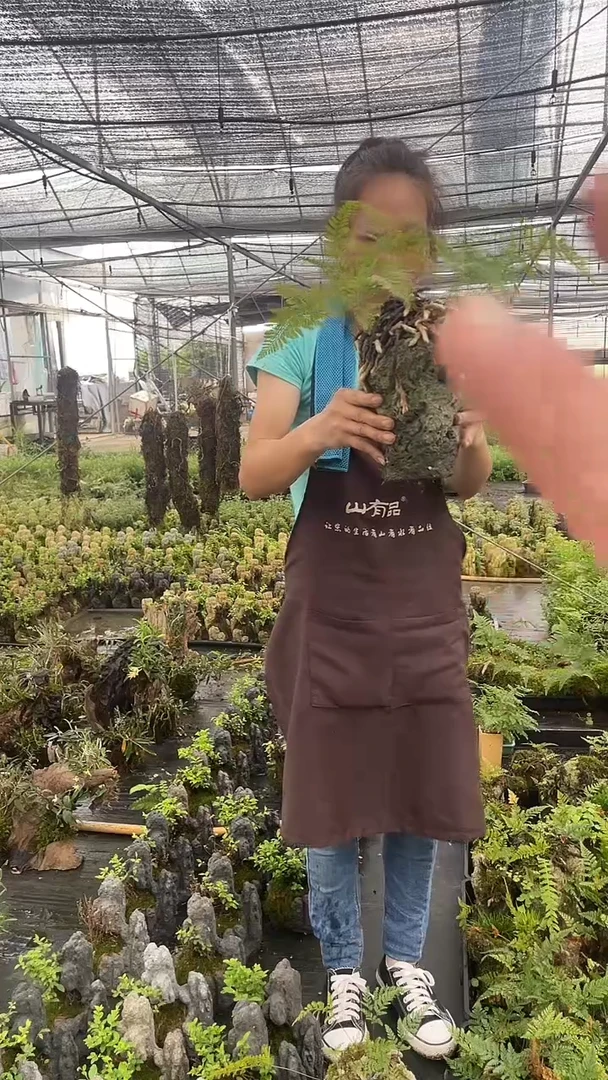 无花朵附石狼尾蕨 盆景