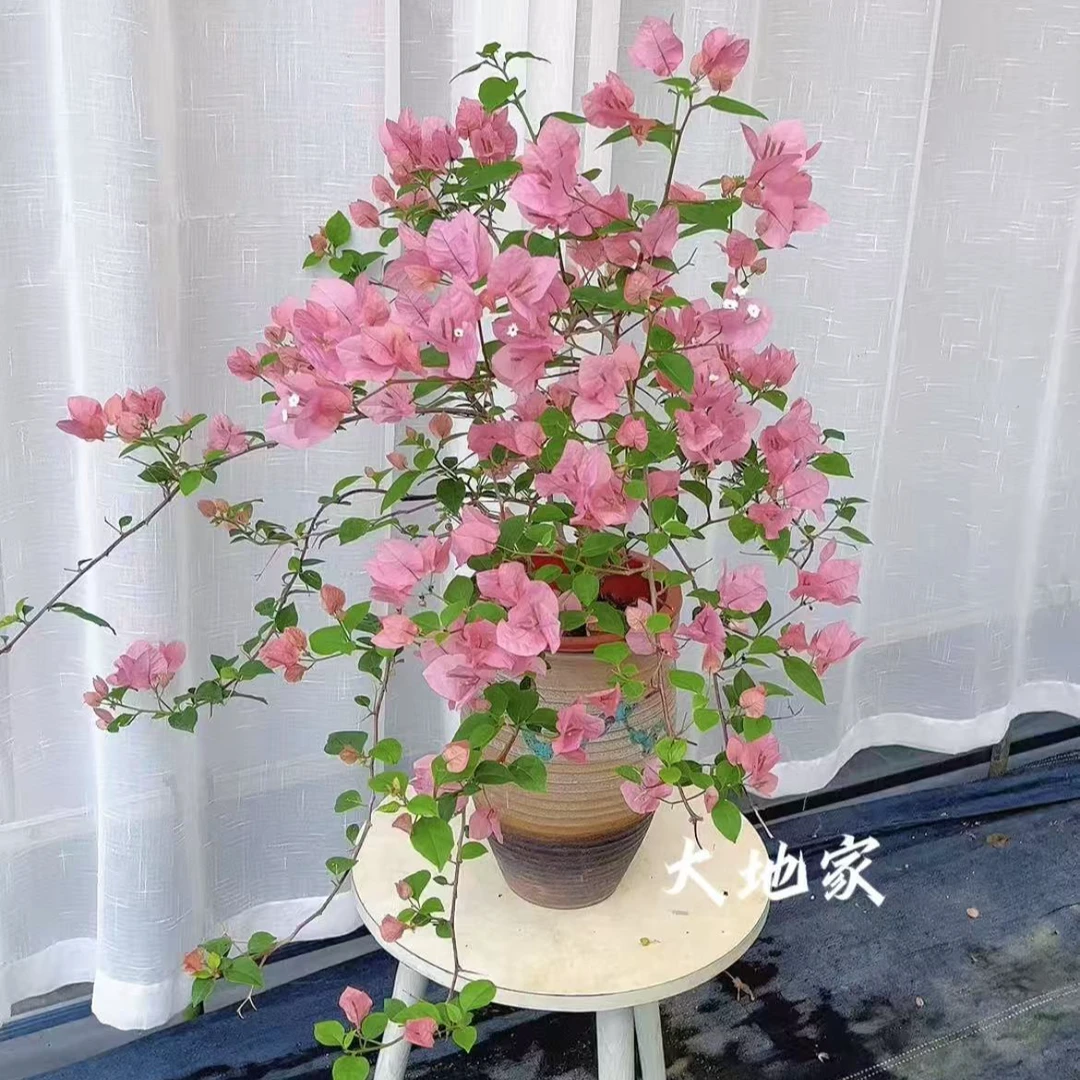 【橙粉公主】三角梅原生袋苗包对版爬藤垂吊