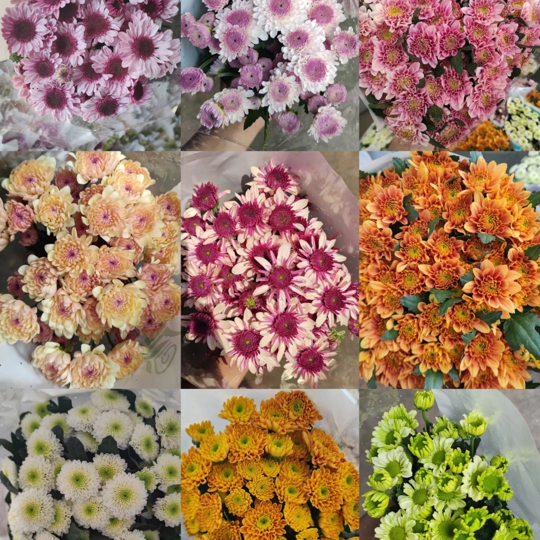 【云南小菊】任意1-4单一个运费  0度以下不拍保温棉冻坏不售后