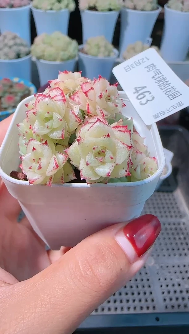 1203-463多肉群生不包整