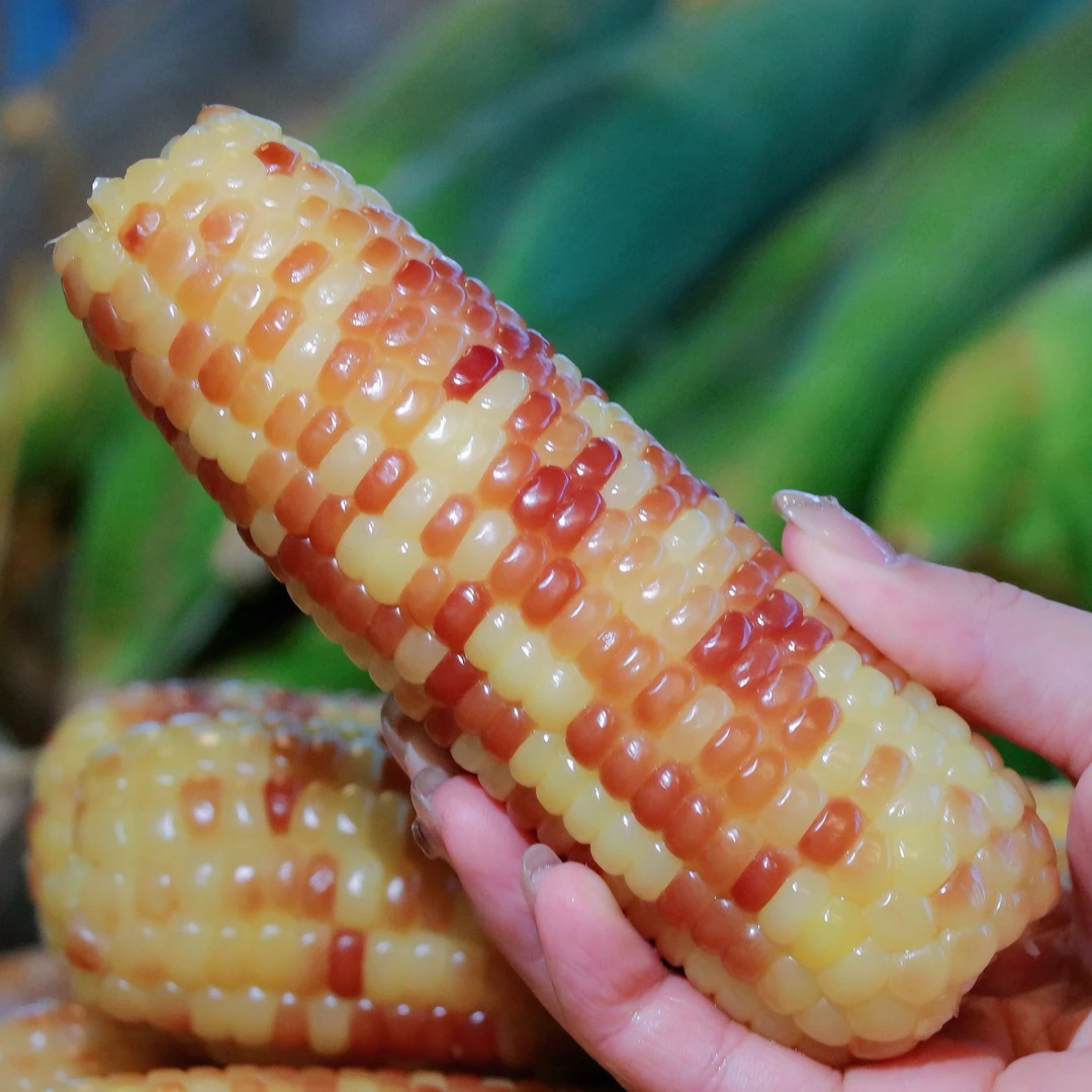 【傣家香糯小玉米】云南西双版纳老品种香糯玉米新鲜生态真空代餐