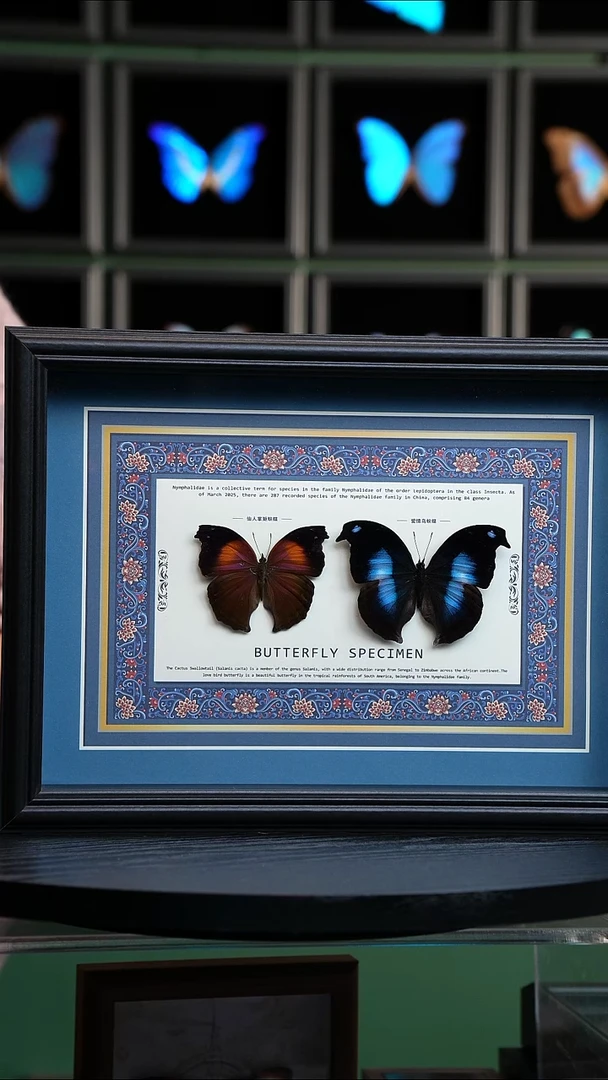 仙人掌蛱蝶+爱情鸟蛱蝶蓝布底新版