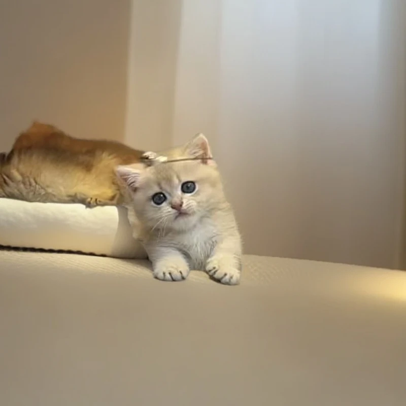 蓝金矮脚曼基康 甜美可爱萌萌 性格好 纯种宠物幼猫 老少皆宜款