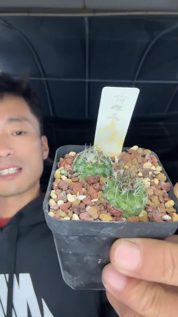 实生征霸城35.99