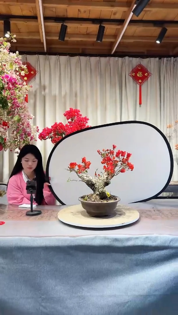 【闪购商品】盆景同安红