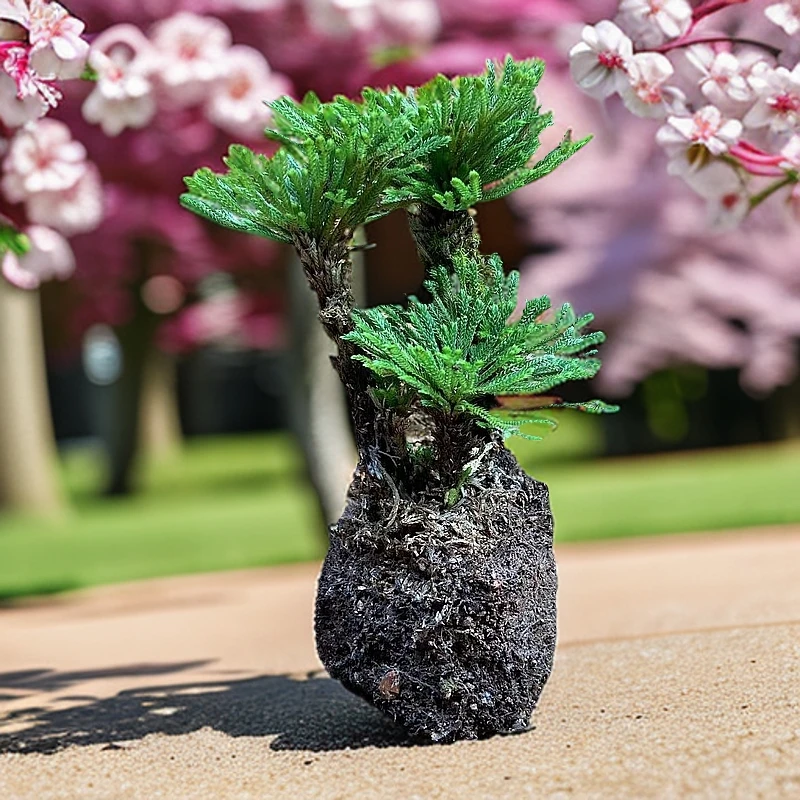 卷柏盆景九死还魂草绿植室内观赏植物不带盆花卉盆栽绿叶办公室