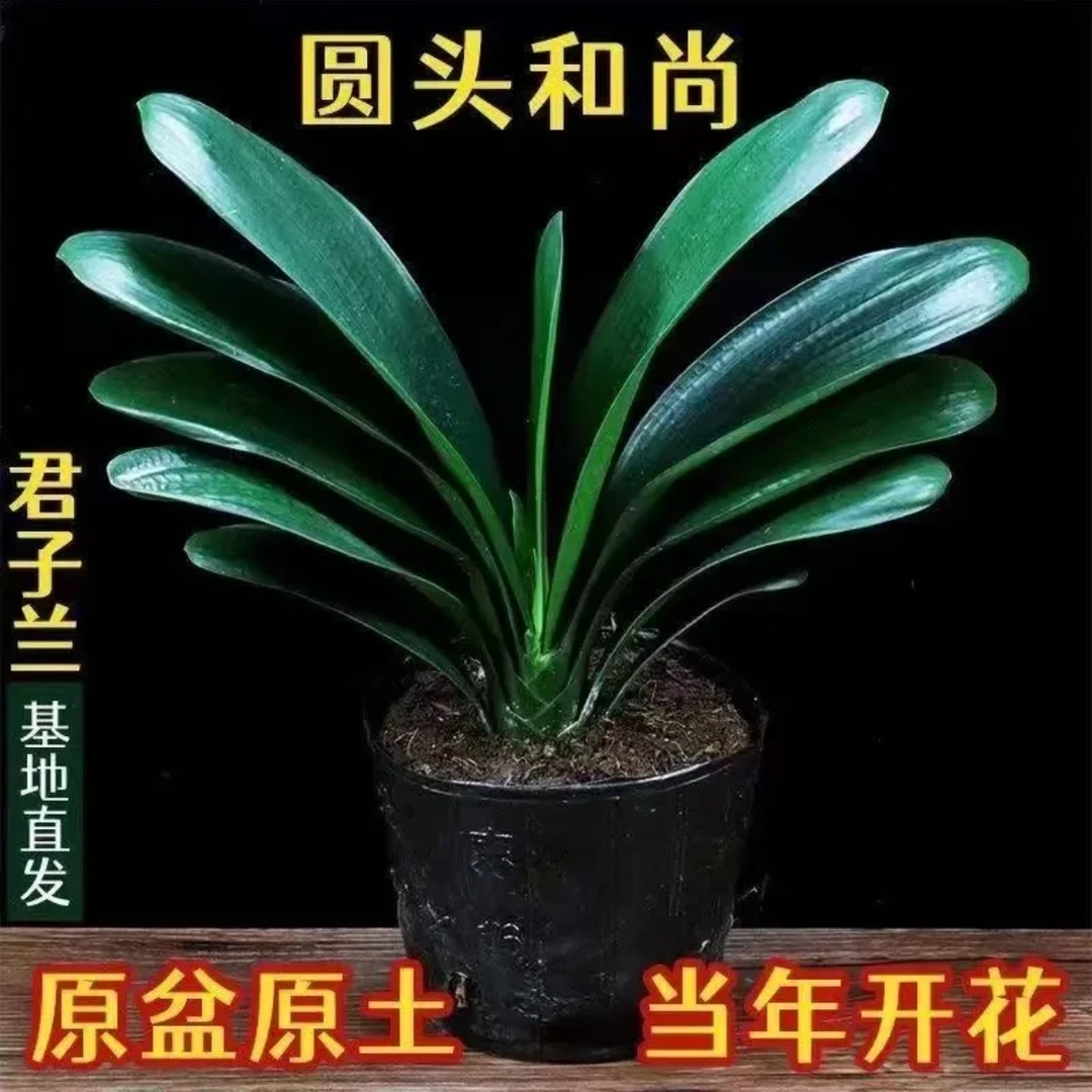 【5-8片叶】君子兰原土盆栽室内办公室花卉植物好养当年开花绿植