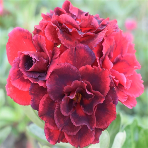 腾泓沙漠玫瑰 C33神秘之窗 重瓣沙漠玫瑰经典花色品种爆花款