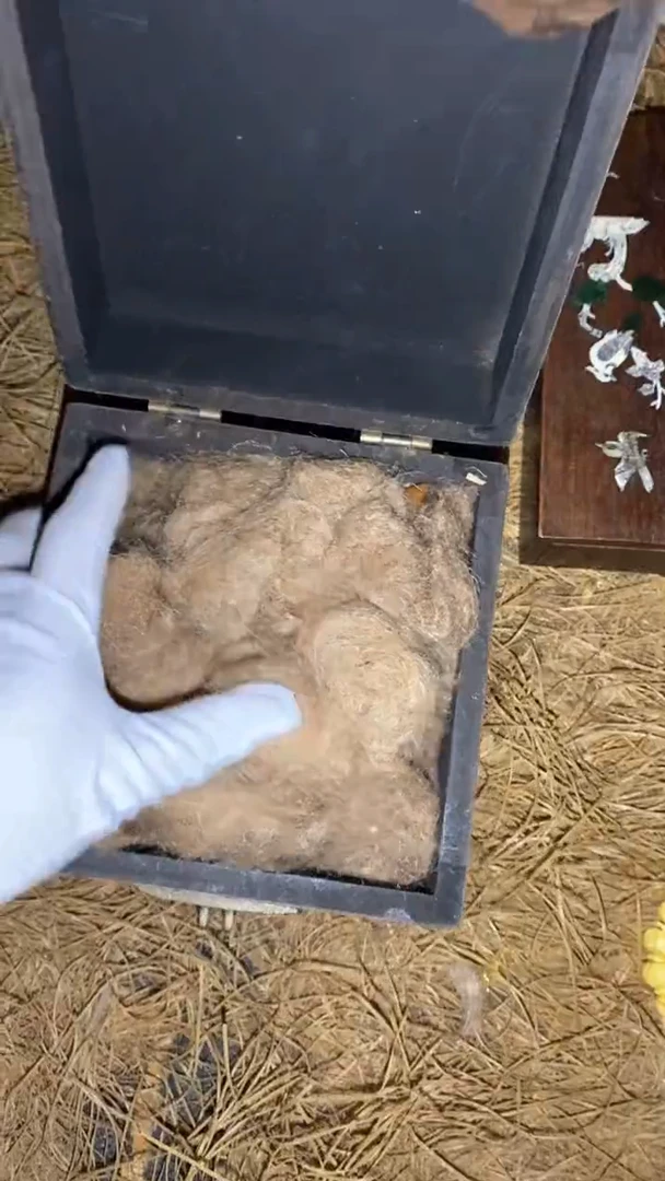 香榧木一一一一一福利