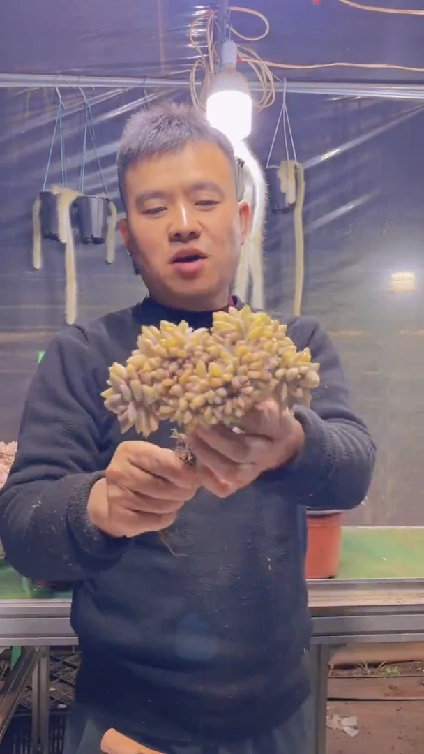 188淡雪缀化一物一拍