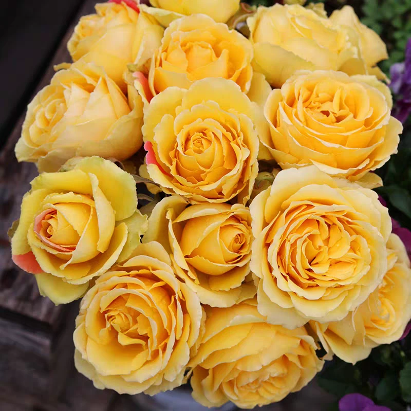 金管乐队 超新品铜管乐队芽变天狼自育丰花耐热多季节重复开花